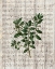 Picture of MUSICAL BOTANICAL 2