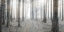 Picture of FOREST DREAM
