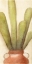 Picture of POTTED CACTUS 2