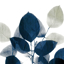 Picture of MIDNIGHT LEAVES 1