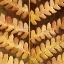 Picture of AUTUMN LEAVES 1