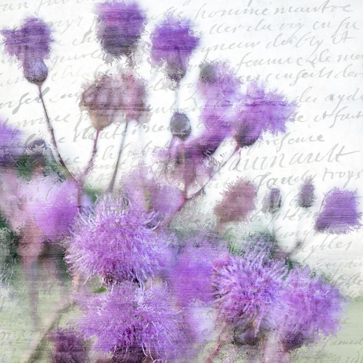 Picture of PURPLE THISTLE 1