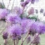 Picture of PURPLE THISTLE 2