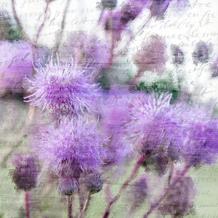Picture of PURPLE THISTLE 2