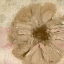 Picture of NEWSPAPER FLORAL 1
