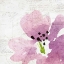 Picture of PURPLE SQUARED 2