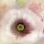 Picture of POPPY 1