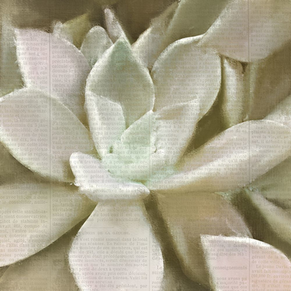 Picture of NEWSPAPER SUCCULENT 1