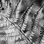 Picture of SILVER FERN 2