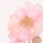 Picture of SOFT LIGHT PINK 2