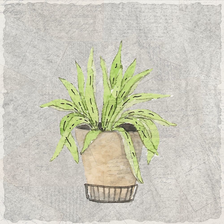 Picture of POTTED SUCCULENTS 2