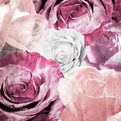 Picture of ROSE BLOOMS 1