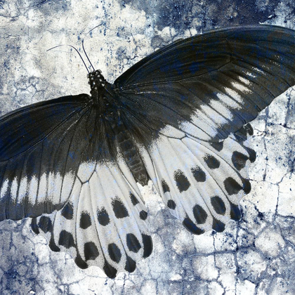 Picture of BUTTERFLY BLUES 1