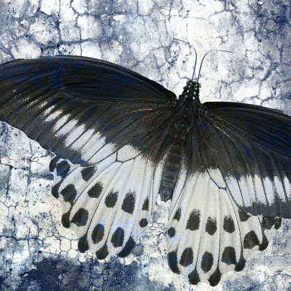 Picture of BUTTERFLY BLUES 2