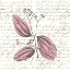 Picture of ENGLISH BLUSH 1