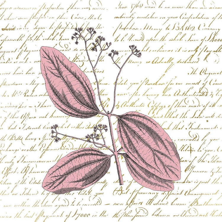 Picture of ENGLISH BLUSH 1