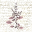 Picture of ENGLISH BLUSH 3