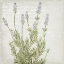 Picture of LAVENDER 1
