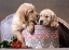 Picture of PUPPIES IN BOX