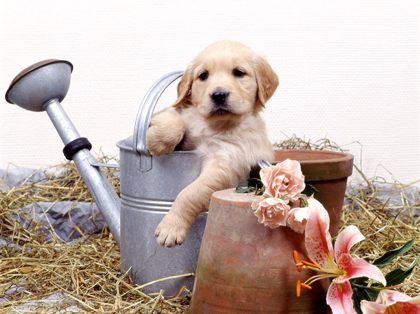 Picture of PUPPIES IN WATERING CAN