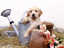 Picture of PUPPIES IN WATERING CAN