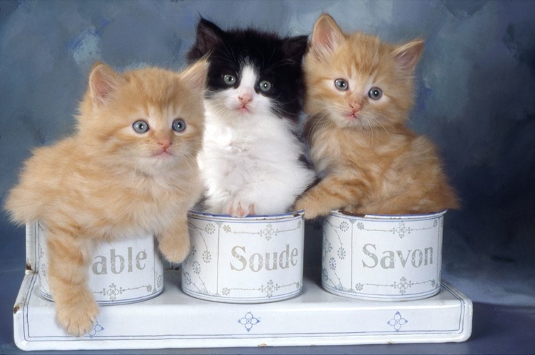 Picture of THREE KITTEN IN SOAPBOX