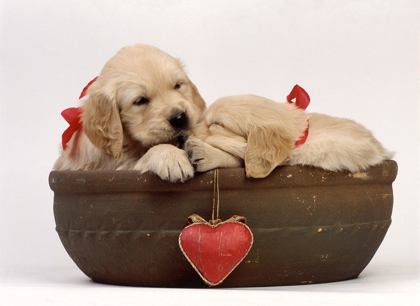Picture of LABRADORS IN LOVE