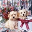 Picture of PUPPIES IN GIFTBOX