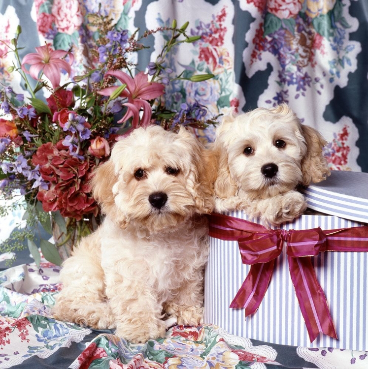 Picture of PUPPIES IN GIFTBOX