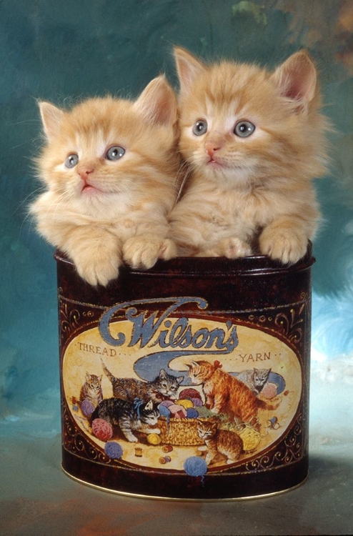 Picture of KITTENS IN TIN