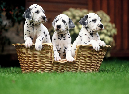 Picture of DALMATIAN PUPPIES