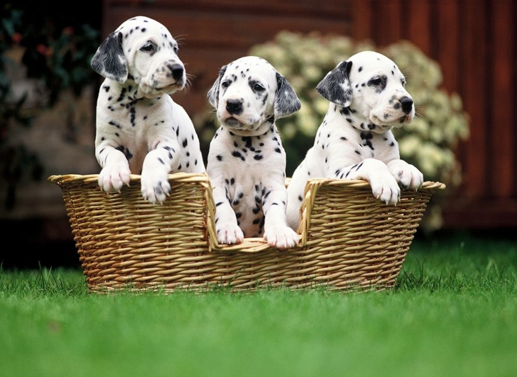 Picture of DALMATIAN PUPPIES