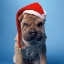 Picture of SHAR PEI WITH X-MAS HAT