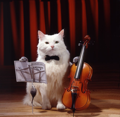 Picture of VIOLIN CAT