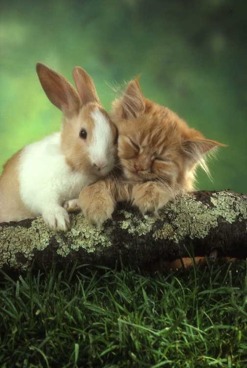 Picture of KITTEN AND RABBIT
