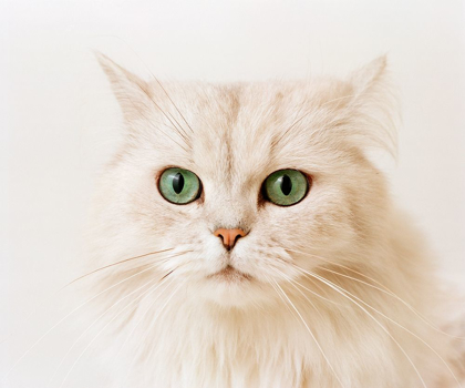 Picture of WHITE CAT