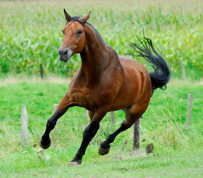 Picture of RUNNING HORSE