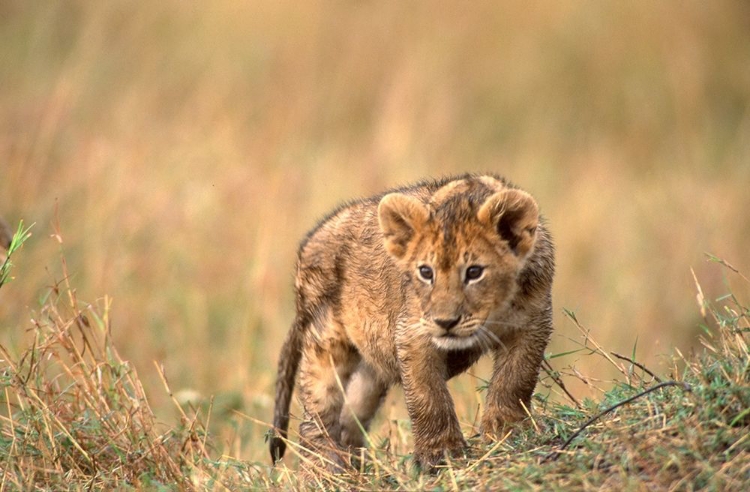 Picture of LION PUP