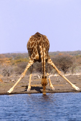 Picture of GIRAFFE