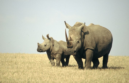 Picture of RHINO FAMILY