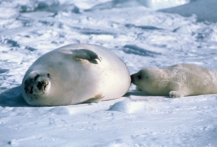 Picture of SEALION 