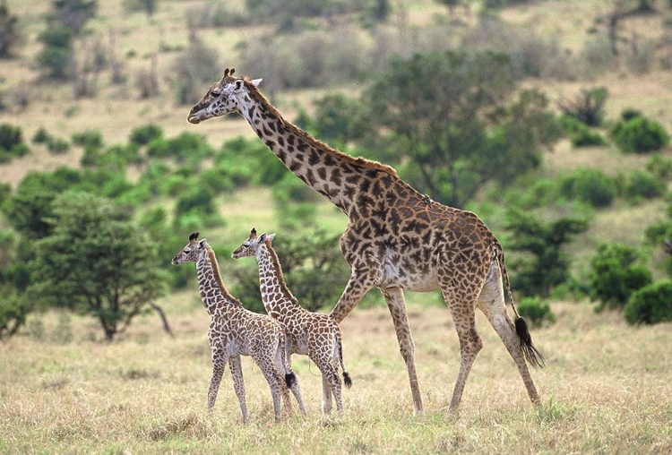 Picture of GIRAFFE FAMILY
