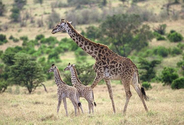 Picture of GIRAFFE FAMILY