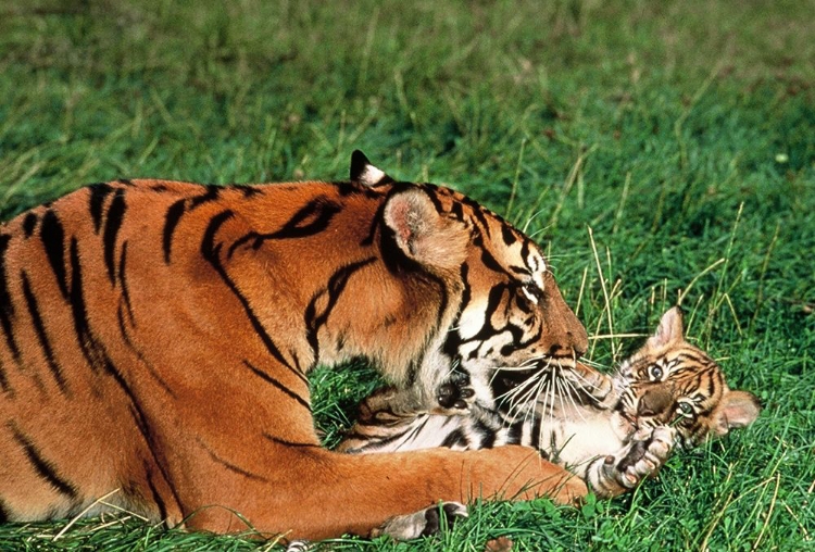 Picture of MOTHER TIGER