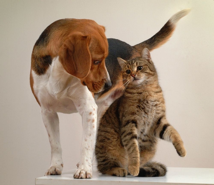Picture of CAT AND DOG