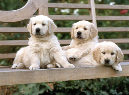 Picture of RELAXED LABRADORS