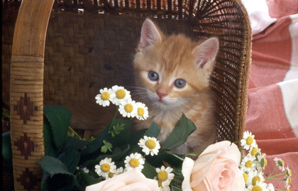 Picture of CAT IN BASKET