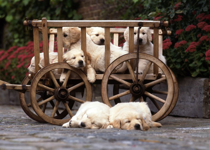 Picture of LAZY LABRADORS