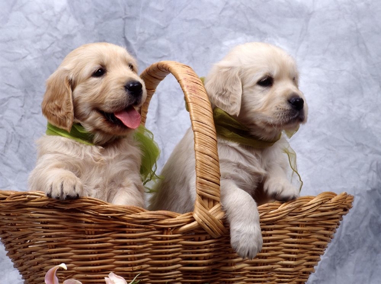 Picture of LABRADOR PUPPIES