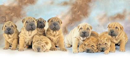 Picture of PUPPIES